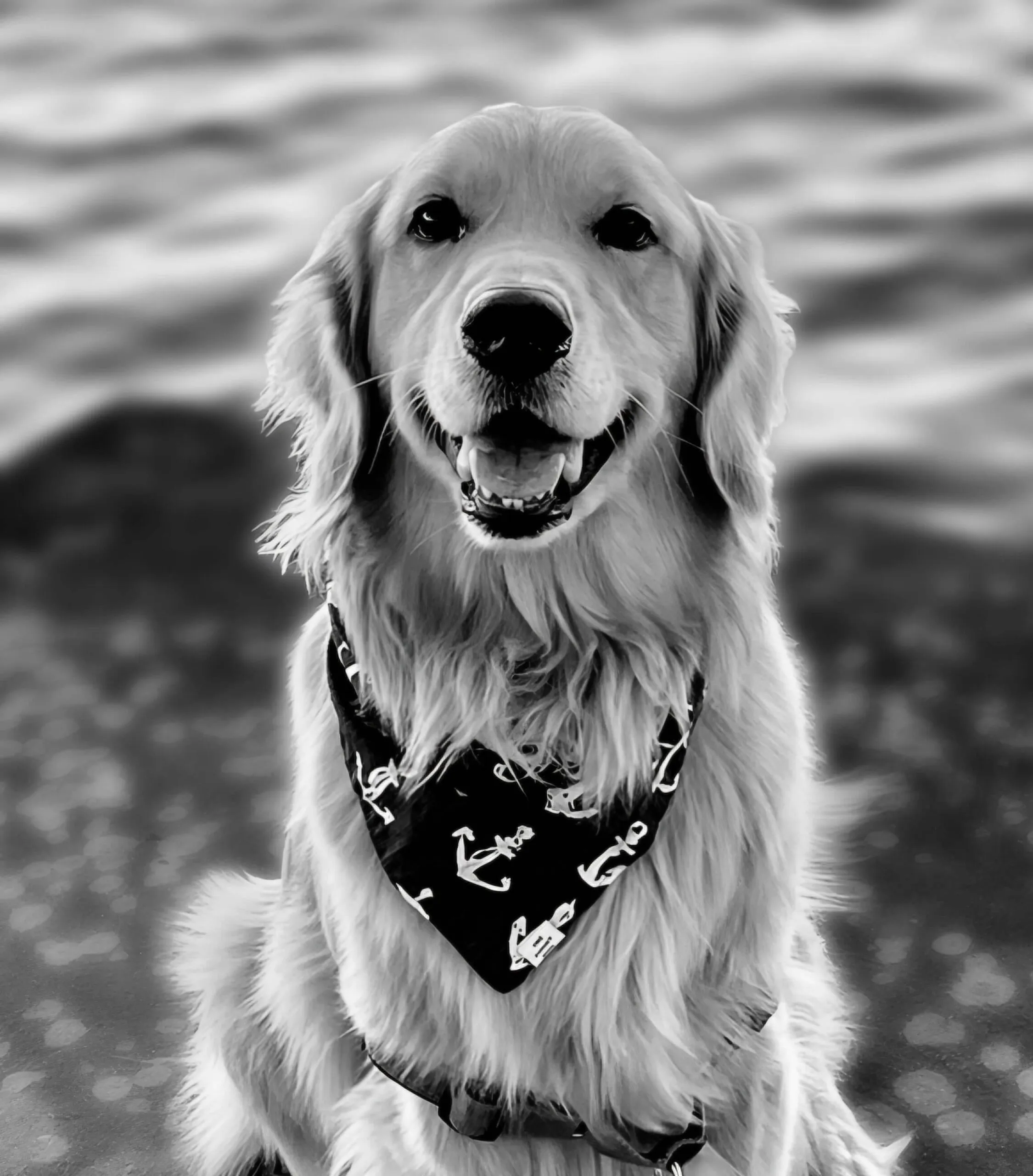 Oso-BW-3